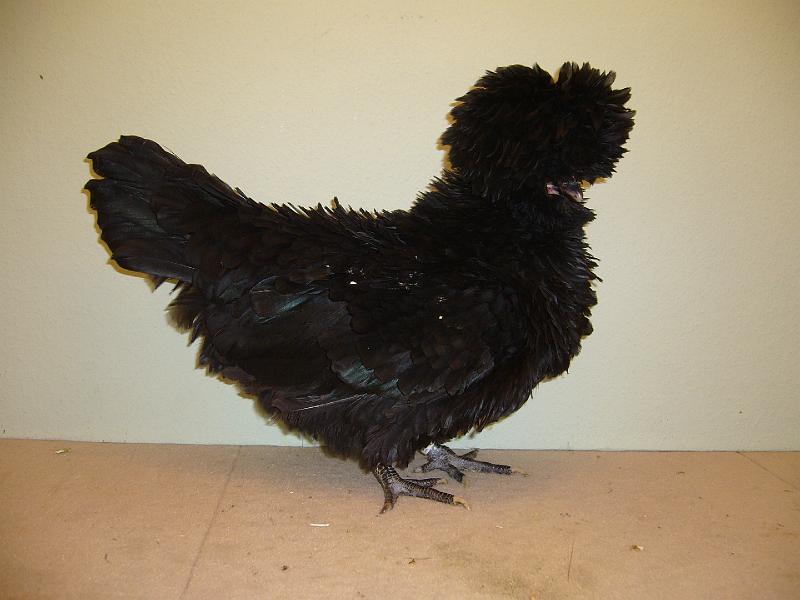 Munster 2009 081.jpg - Zwerg Paduaner schwarz gestruppt von Norbert Neimeyer